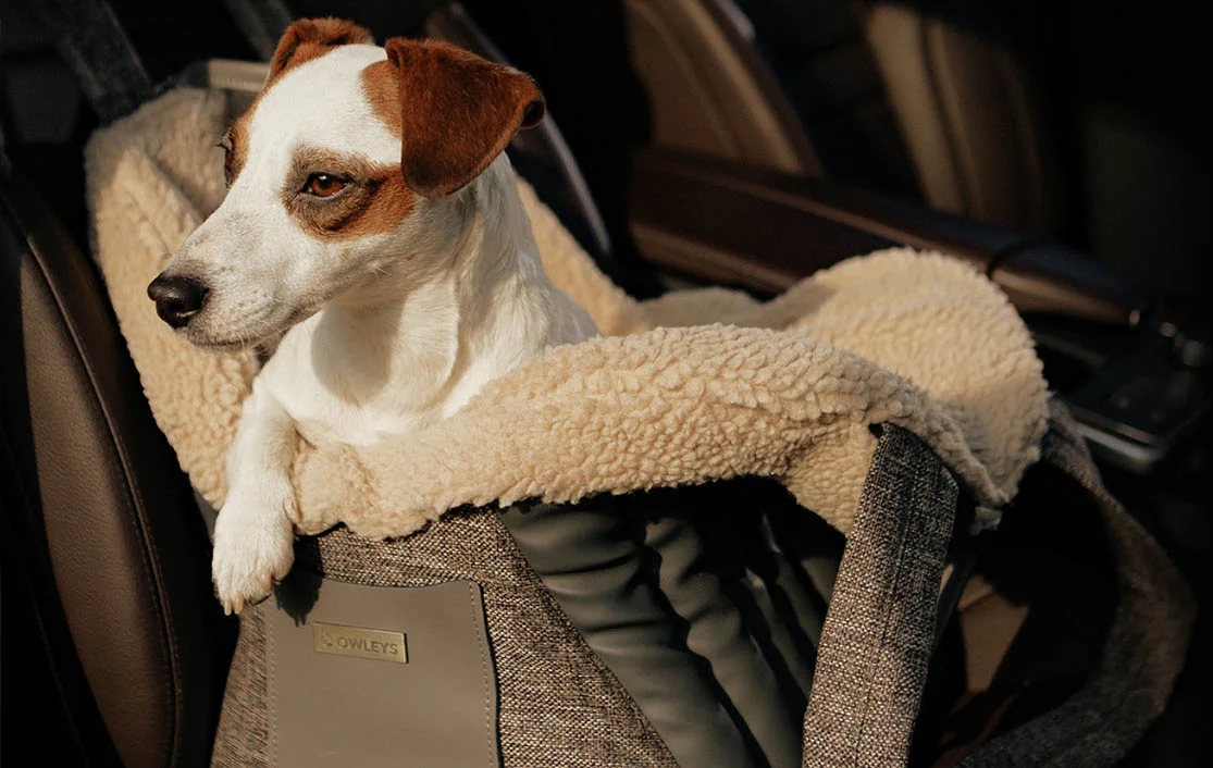 Subaru Impreza Dog Carrier Car Seat for Rat Terrier